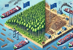 New Rules for Wood Imports into the EU: What This Means for Importing Companies